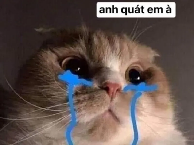 Frog cry meme là cách thể hiện cảm xúc rất đáng yêu.