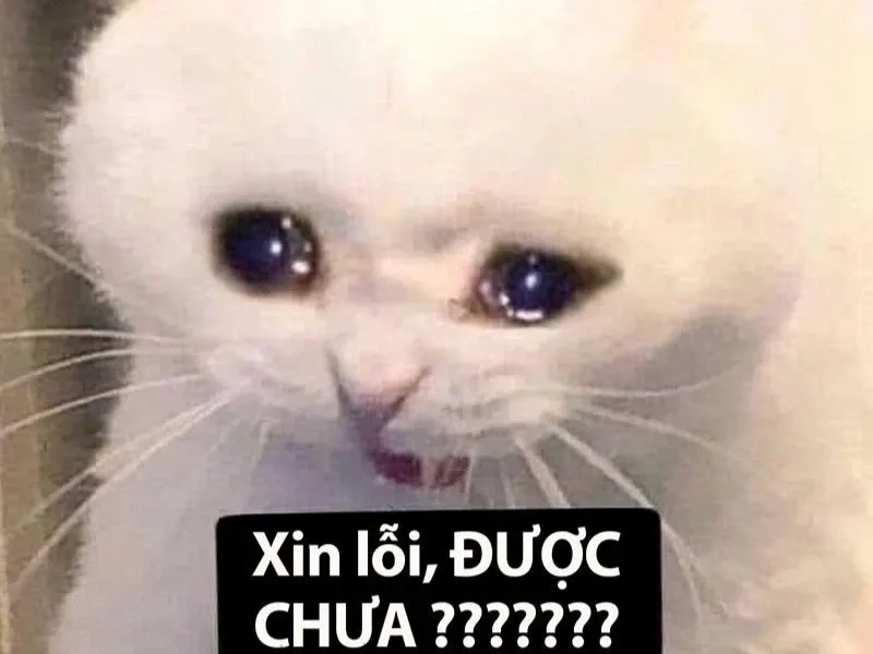 Wojak crying meme phù hợp mọi tâm trạng khi đọc tin tức.