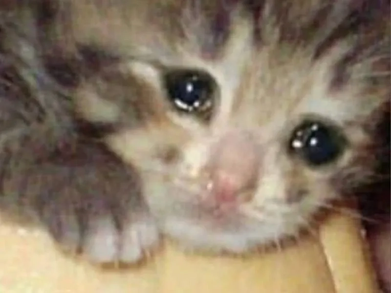 Meme frog cry khiến bạn cười ra nước mắt.