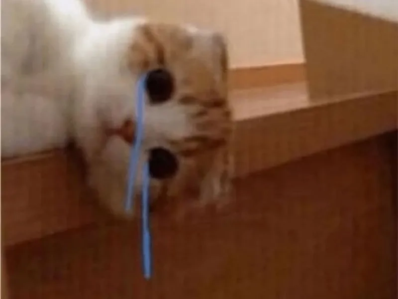 Meme pepe cry siêu hot với biểu cảm hài hước.