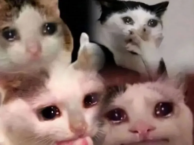 Pepe meme cry là biểu tượng cảm xúc hài hước mọi thời đại.