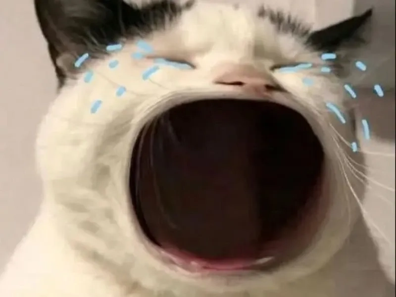 Jerry cry meme là lựa chọn lý tưởng cho những phút giây giải trí.