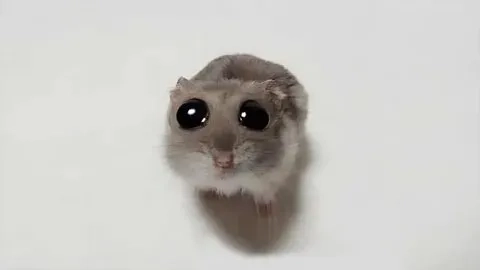 Với meme chúc ngủ ngon hài, bạn sẽ có một giấc ngủ thật vui!