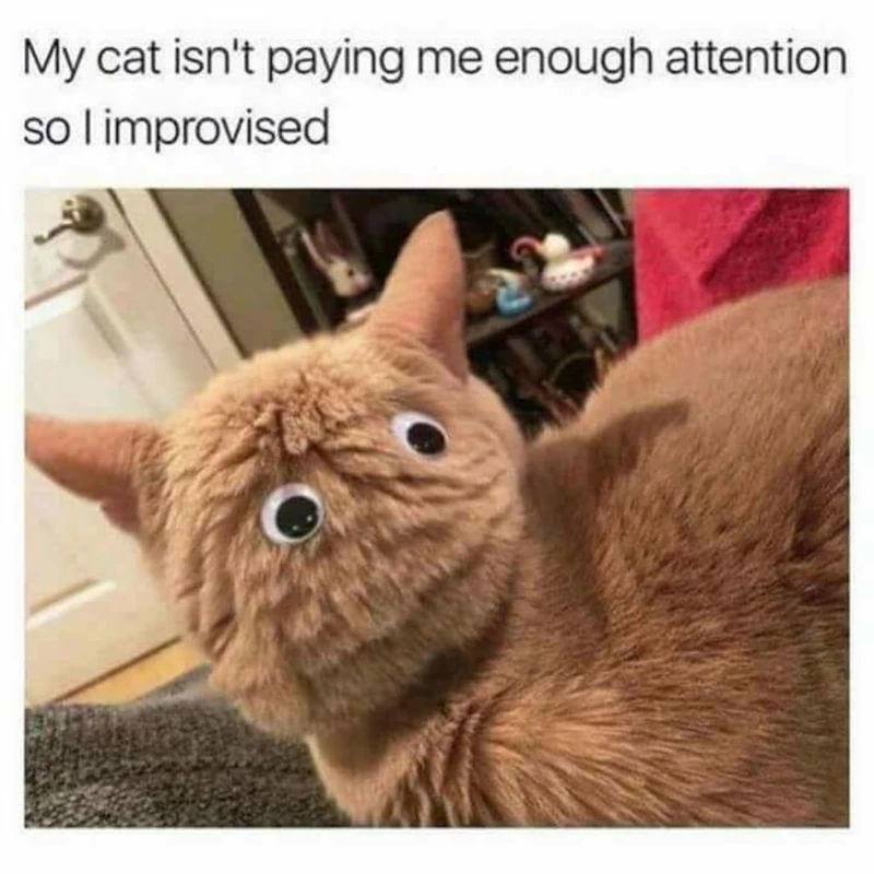 Những meme ảnh hài hước cute sẽ mang lại nụ cười cho bạn.