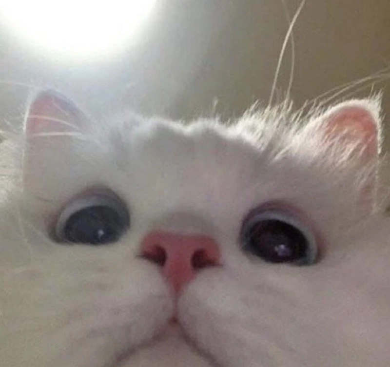 Khám phá loạt hài hước cute ảnh người que meme cực vui nhộn.