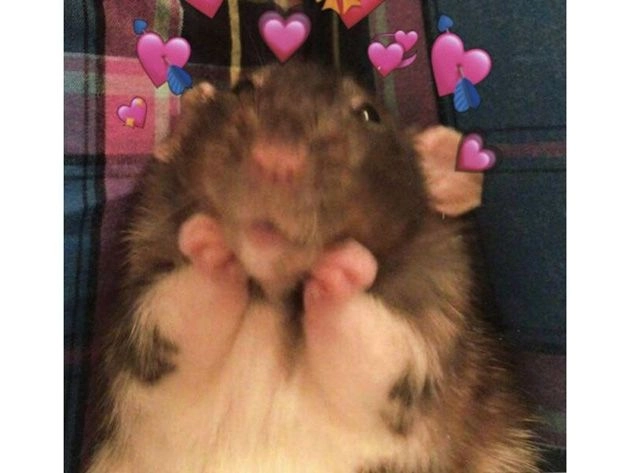 Thể hiện sự dễ thương với icon chế ảnh meme cute cực chất.