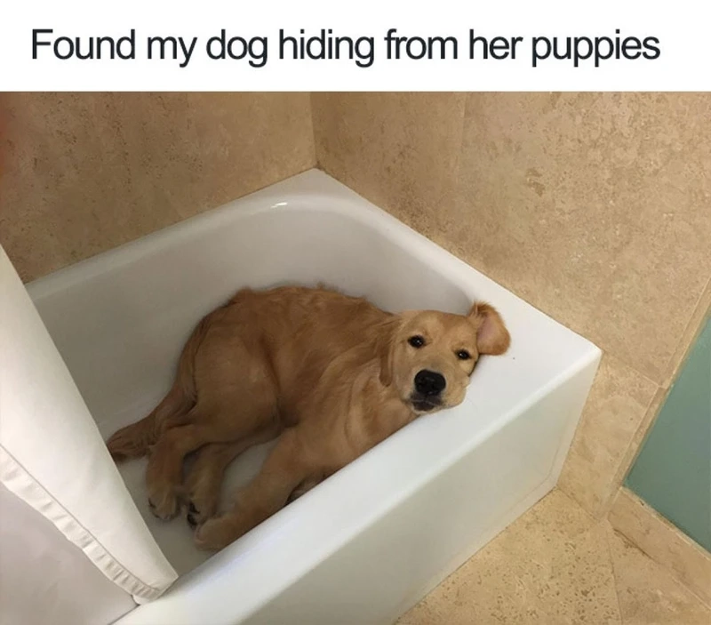 Những meme giận dỗi cute sẽ khiến bạn phải mỉm cười.
