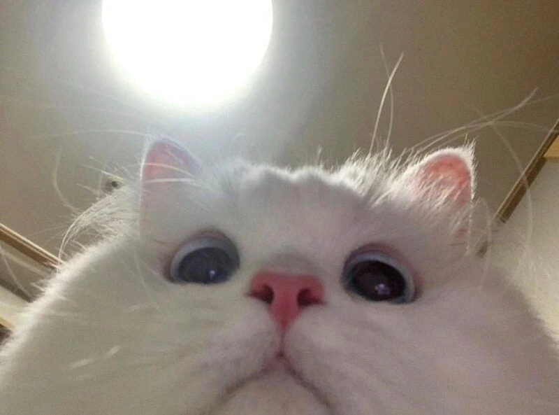 Hãy thử đổi avatar với avatar mèo cute meme để nổi bật hơn.