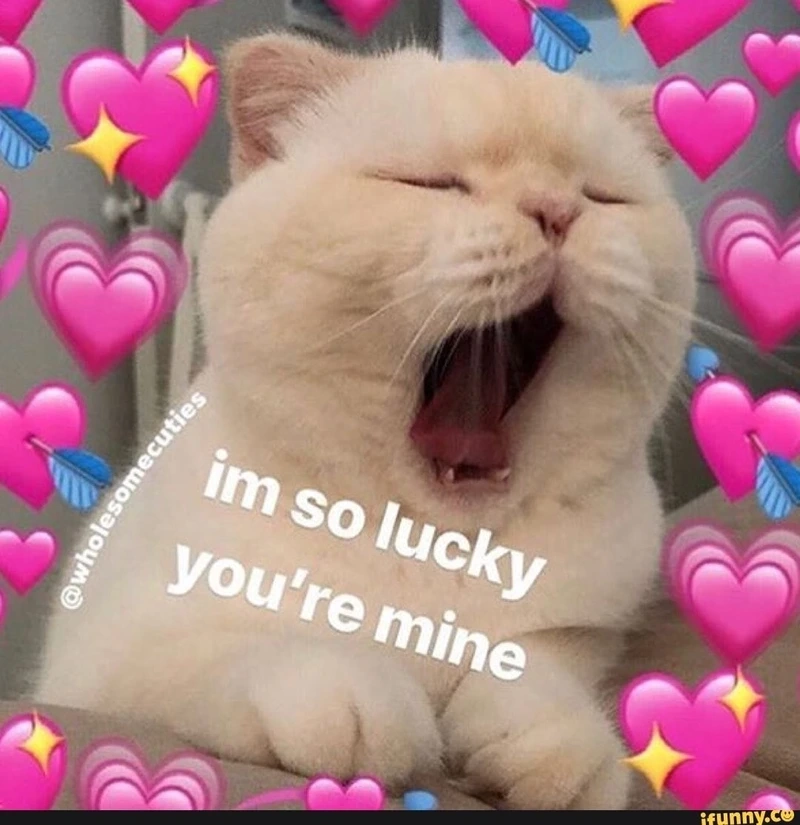Ngắm nhìn cute cat meme cực đáng yêu và thư giãn ngay!