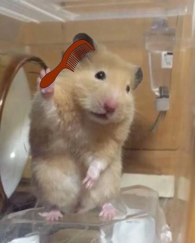 Những meme cute mèo sẽ làm bạn cảm thấy ấm áp và dễ chịu.