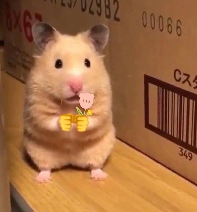 Cute meme mèo xin lỗi sẽ làm bạn mỉm cười ngay lập tức.