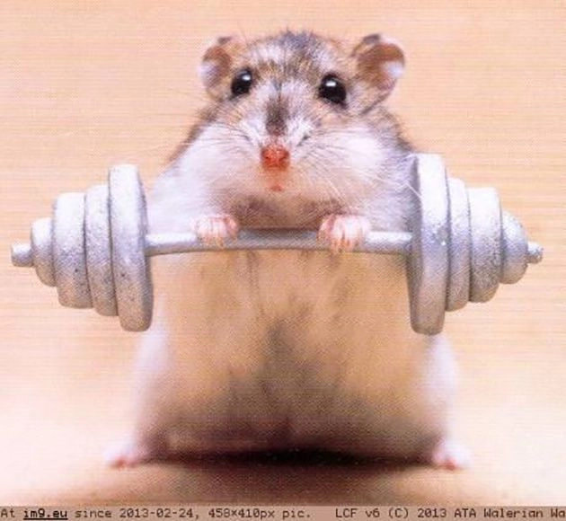 Những khóc meme mèo cute khiến bạn không thể nhịn cười.
