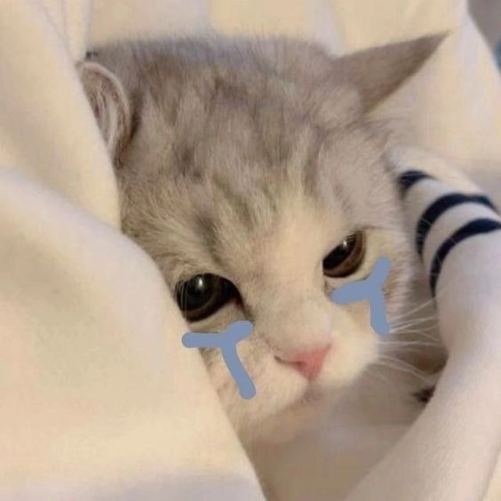 Cười thả ga cùng những meme con mèo cute vô cùng đáng yêu.