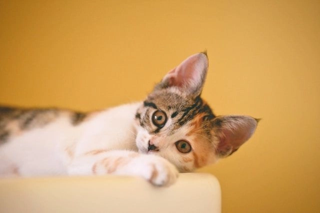 Xem ngay meme mèo cute cười để có những phút giây thư giãn.