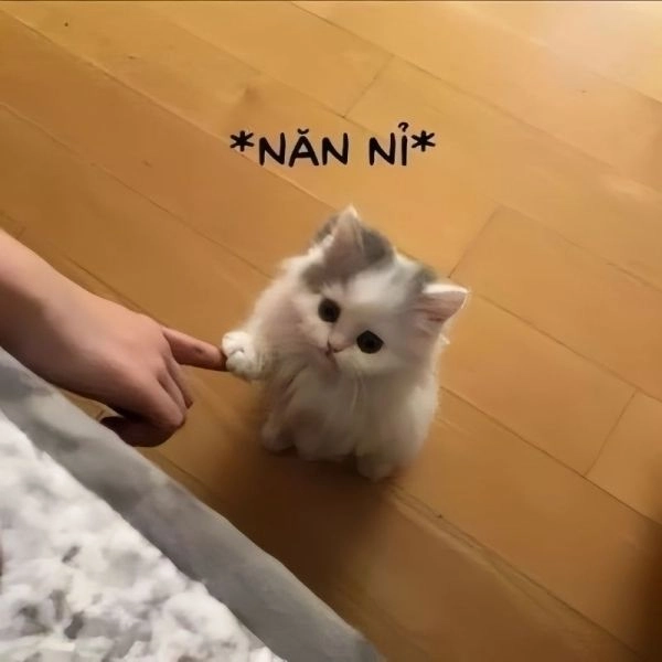 Cute meme mèo cute là lựa chọn hoàn hảo cho mọi tín đồ yêu mèo.
