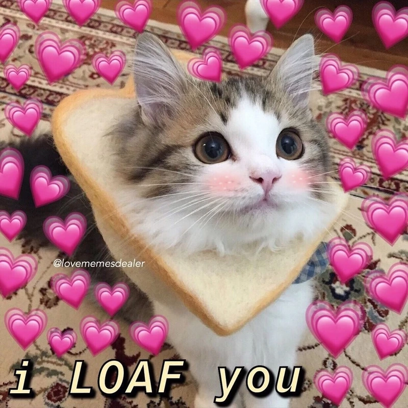 Gửi tặng bạn bè một meme ngủ ngon cute để kết thúc ngày tuyệt vời.