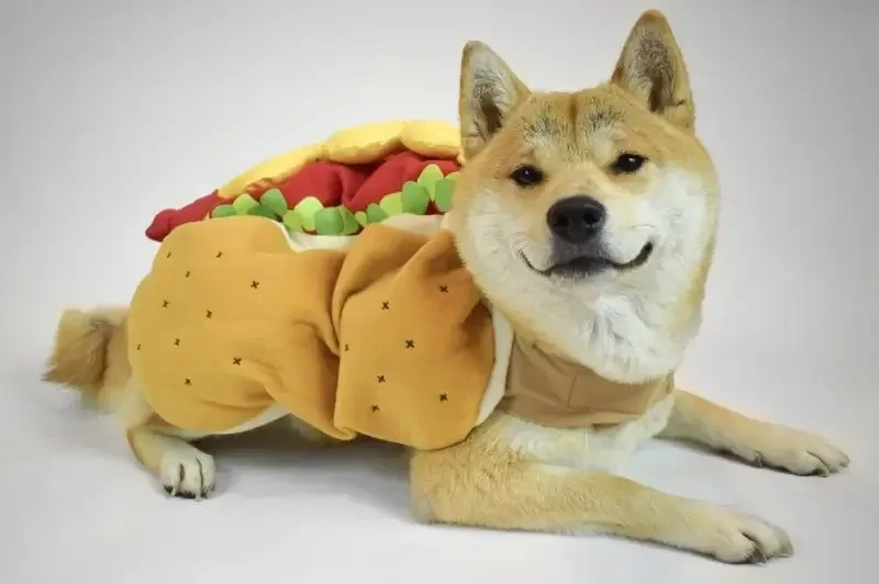 Cùng cười với Doge meme nổi tiếng, không thể bỏ qua!