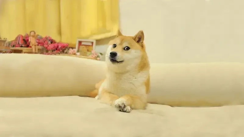Cực kỳ hài hước với ảnh doge meme, không thể không chia sẻ!