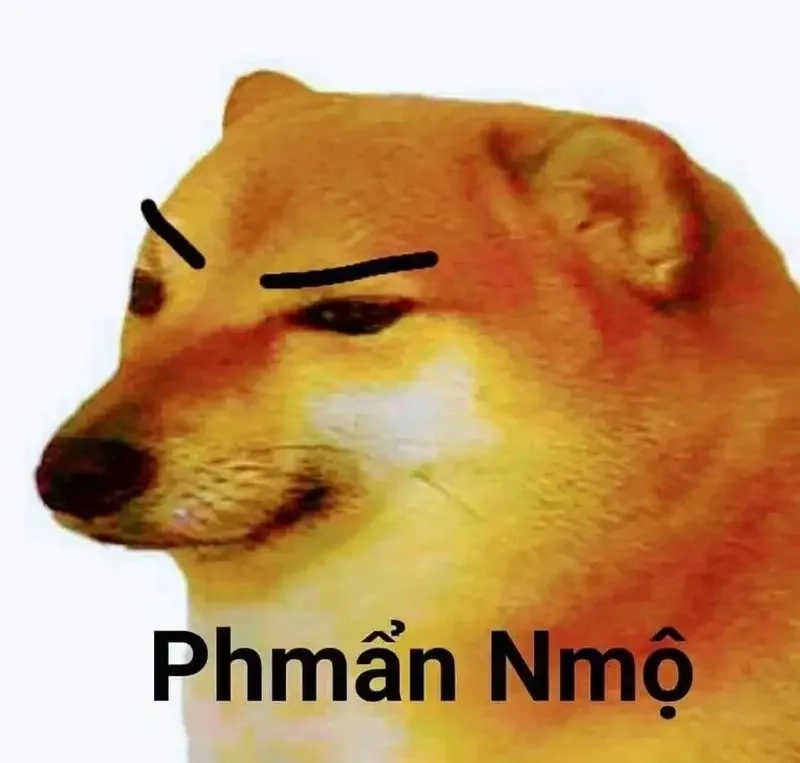 Chắc chắn bạn sẽ yêu thích ảnh meme dog này!