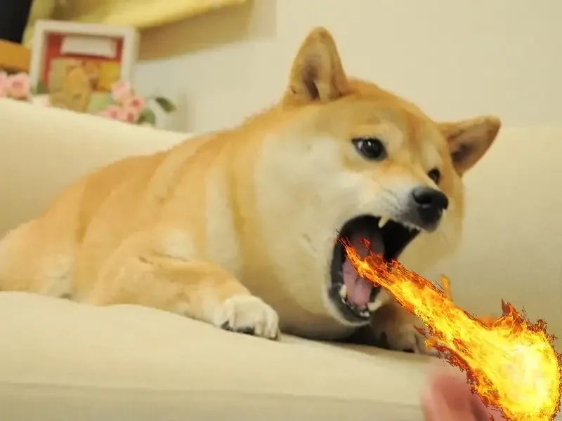 Doggo go - meme ghép 3 ô cực kỳ hài hước và thú vị!