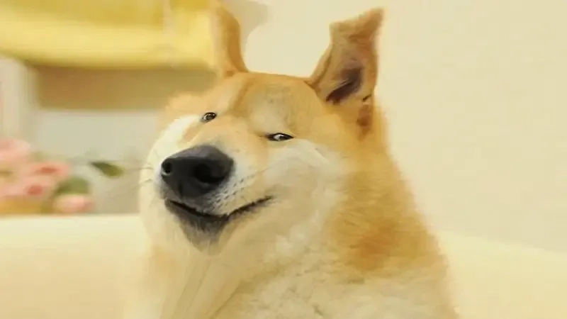 Không thể nhịn cười với laughing dog meme này!