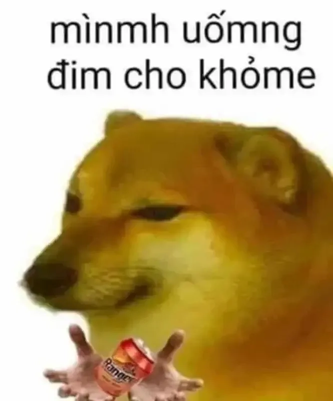 Dog meme funny này chắc chắn sẽ khiến bạn cười sảng khoái!