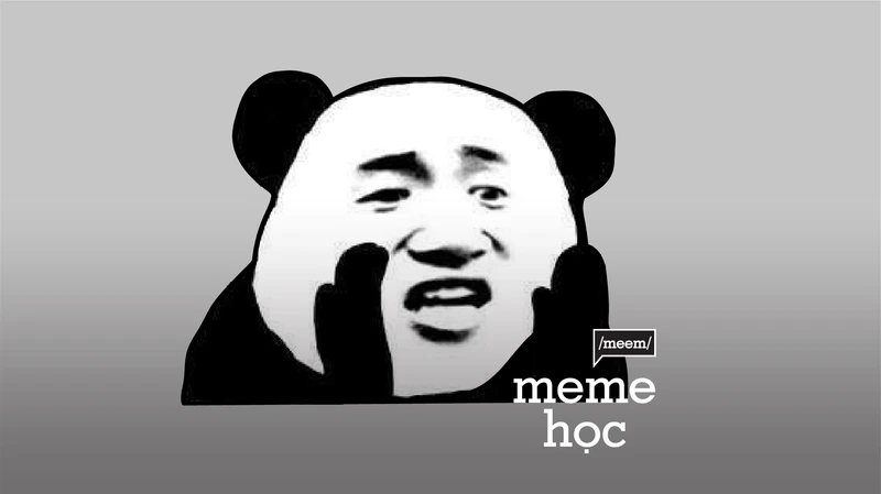 Meme cats funny faces mang đến những biểu cảm cực kỳ vui nhộn của mèo.
