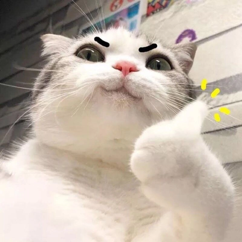 Dog meme face cực kỳ hài hước và đáng yêu, mang lại những giây phút thư giãn.