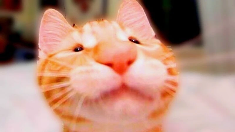 Conan meme face cực kỳ hài hước và thú vị, khiến bạn phải bật cười.
