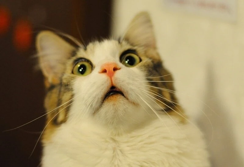 Meme face anime cực kỳ vui nhộn và dễ thương, thích hợp cho các fan anime.
