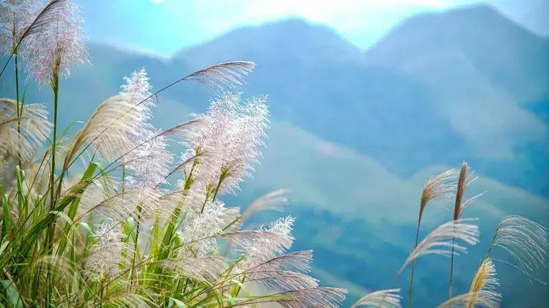 Hình nền đt đẹp chill giúp màn hình điện thoại của bạn thêm phần sinh động và dễ chịu.