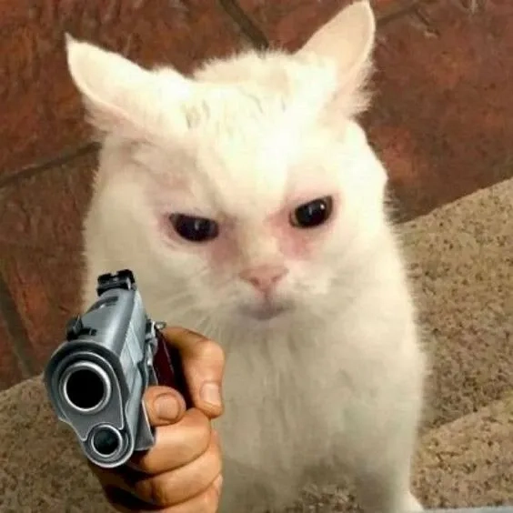 Đừng bỏ qua mèo cầm súng meme thú vị, gây bão mạng.
