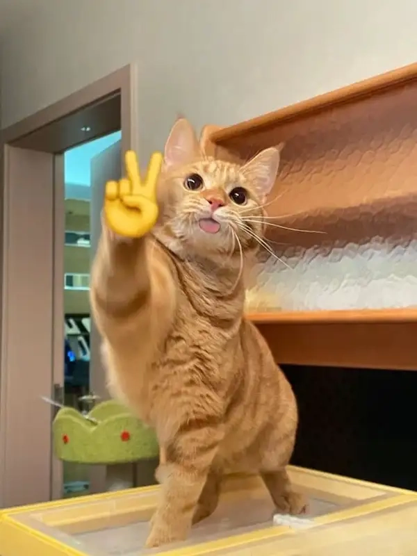 Hãy thử ảnh chào meme để làm sáng ngày mới của bạn.