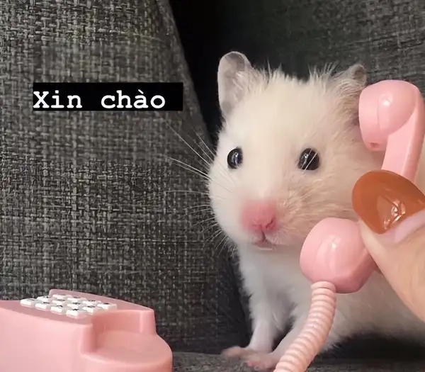 Chào buổi sáng đầy năng lượng với chào ngày mới meme.