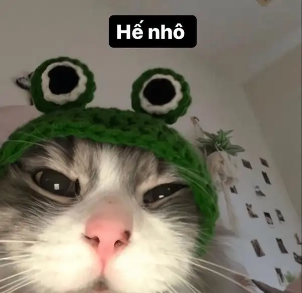 Meme xin chào đáng yêu là lựa chọn hoàn hảo để kết nối.