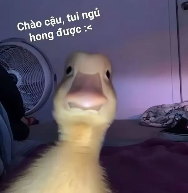 Bắt đầu ngày mới rực rỡ với ảnh meme chào buổi sáng.