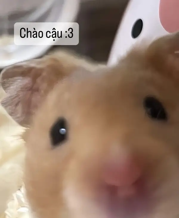 Thêm sự sáng tạo với ảnh chào tạm biệt meme vui nhộn.