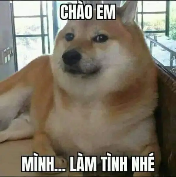 Biểu cảm hài hước từ meme gấu trúc xin chào siêu cute.