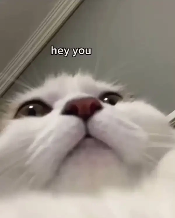 Thêm niềm vui với hình meme xin chào độc đáo.