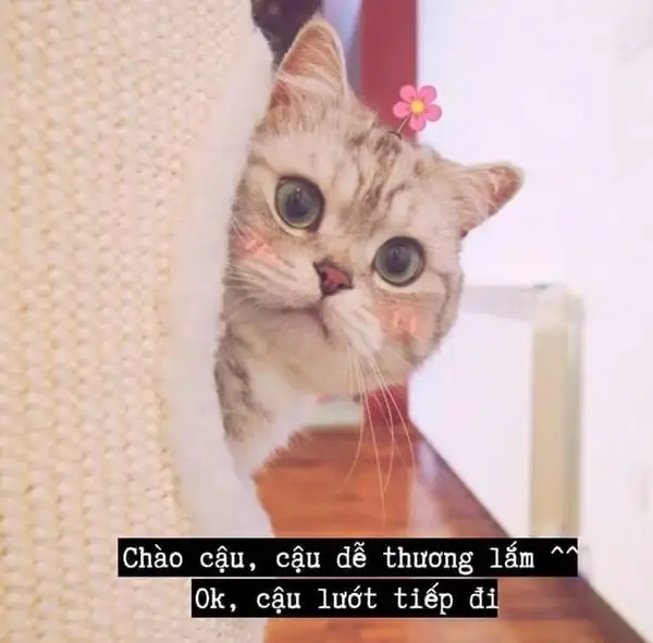 Meme mèo chào ngày mới tạo sự vui tươi và hứng khởi.