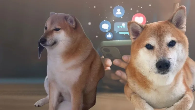 Meme cheems khóc khiến trái tim bạn phải tan chảy vì quá dễ thương.