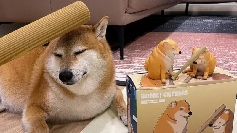 Với hình ảnh meme cheem cheems, bạn sẽ không thể ngừng cười đâu!