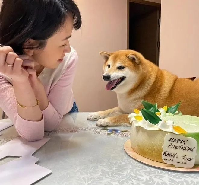 Ảnh meme hài cheems khiến bạn không thể ngừng cười!