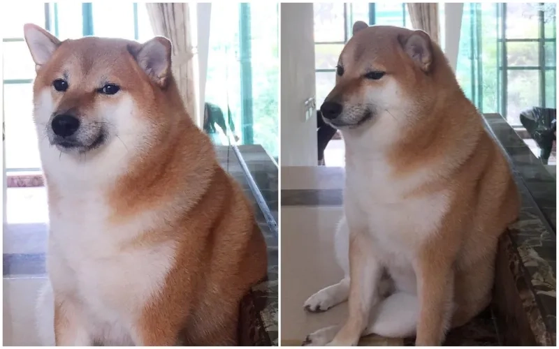 Không thể thiếu trong bộ sưu tập ảnh meme cheems cầm súng đầy thú vị!
