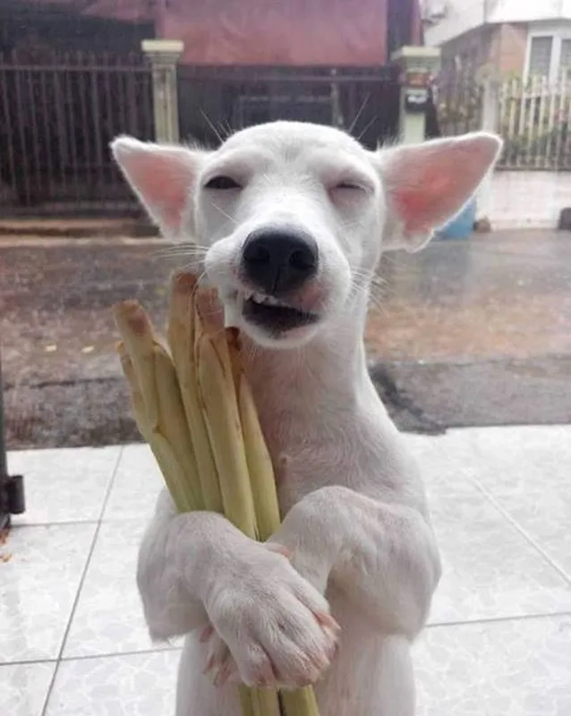 Meme chó mèo siêu đáng yêu, mang đến tiếng cười với những tình huống ngộ nghĩnh và thú vị.