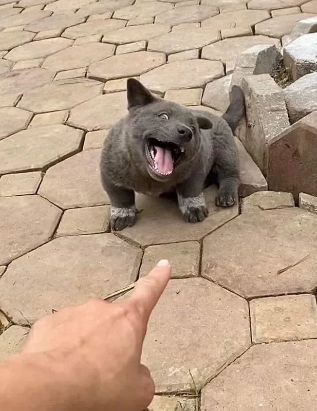 Những meme chó cute luôn khiến trái tim bạn tan chảy với vẻ ngộ nghĩnh và đáng yêu.