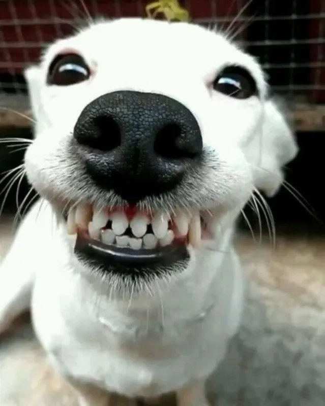 Meme ảnh chó hài ngộ nghĩnh, tạo ra những khoảnh khắc vui vẻ không thể thiếu trong ngày.