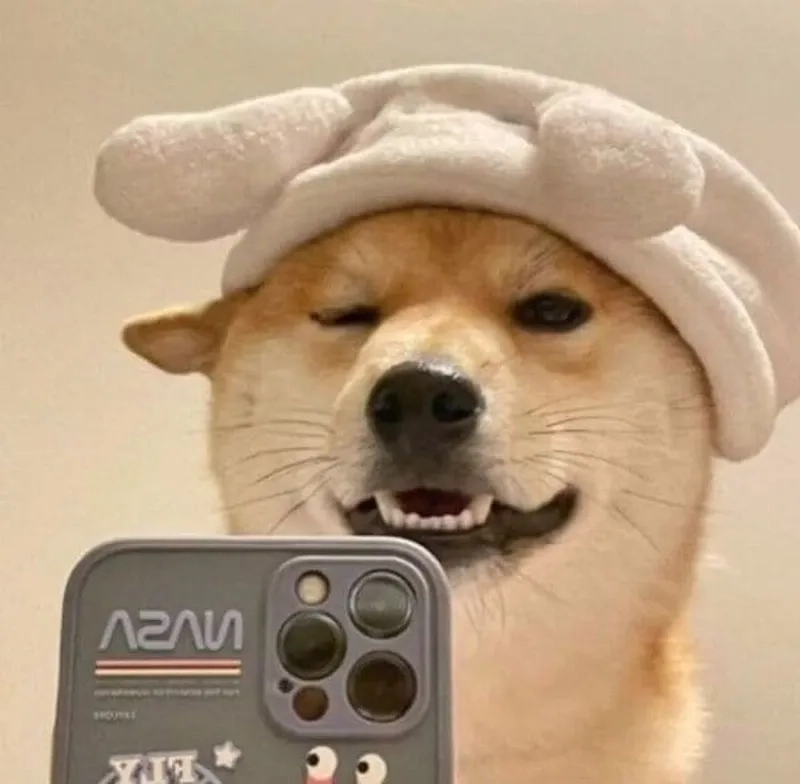 Chó shiba meme với vẻ mặt khó đỡ sẽ khiến bạn không thể ngừng cười!