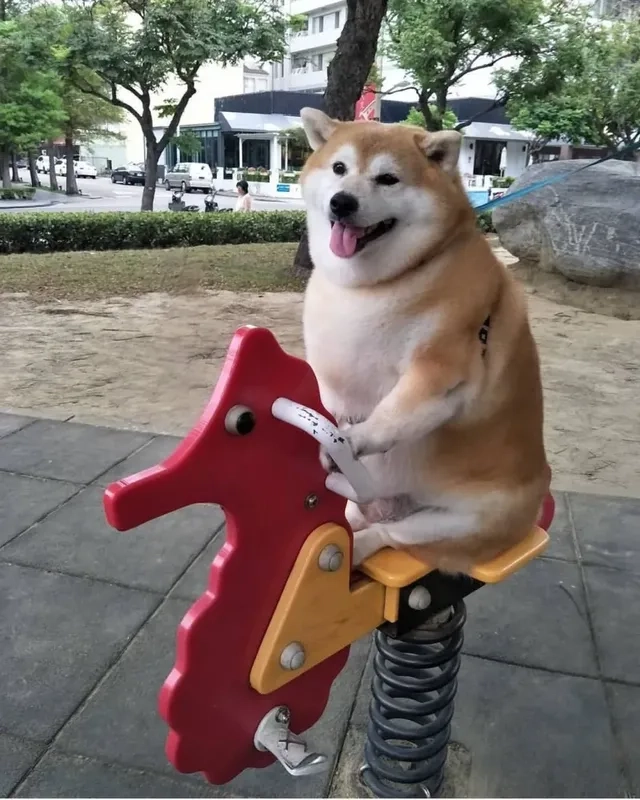 Meme chó cười nhe răng hài hước sẽ là điểm sáng trong bộ sưu tập ảnh meme của bạn.