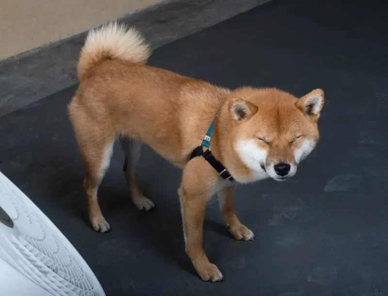 Meme chó chihuahua với những biểu cảm 